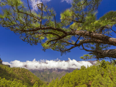 caldera de taburiente web
