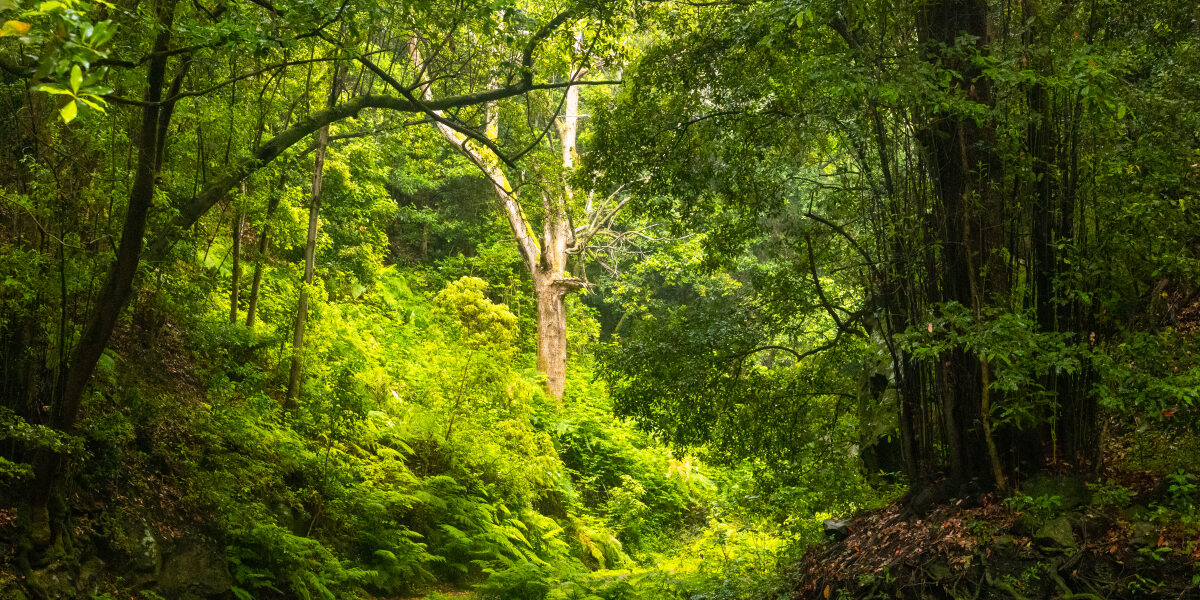 sensaciones únicas que vivir en La Palma (2)