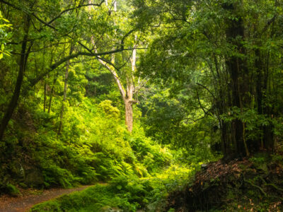 sensaciones únicas que vivir en La Palma (2)